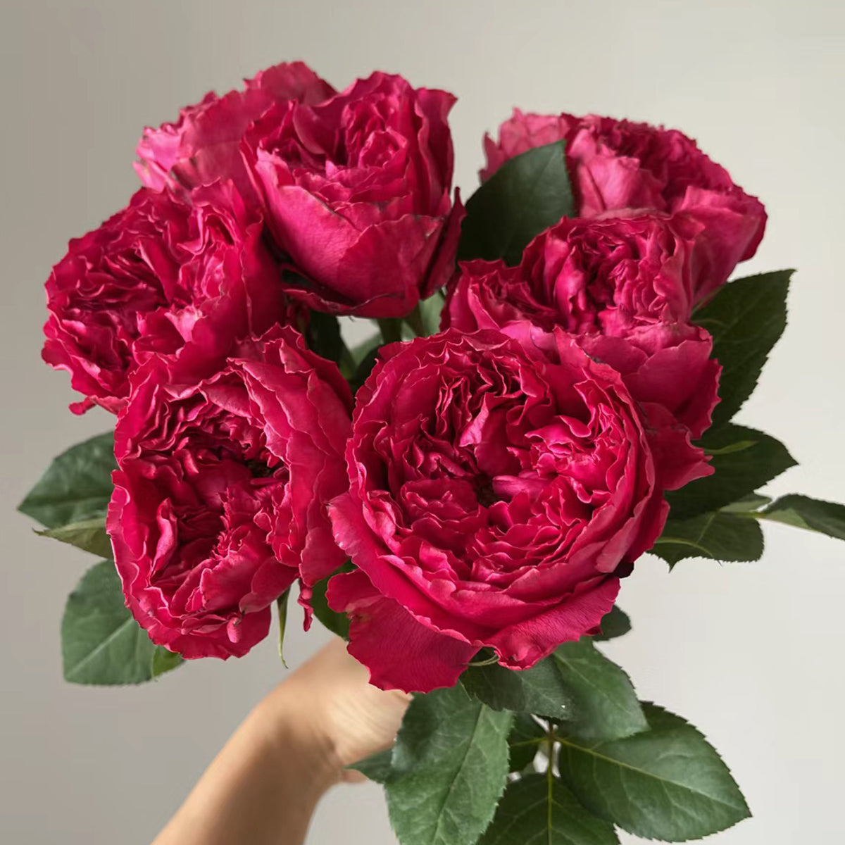 Raspberry Elegance Dutch Florist Shrub Rose