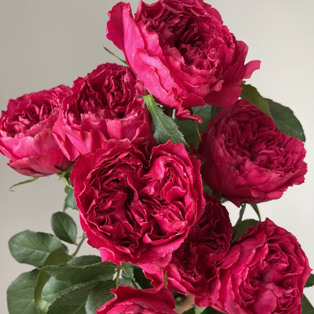 Raspberry Elegance Dutch Florist Shrub Rose