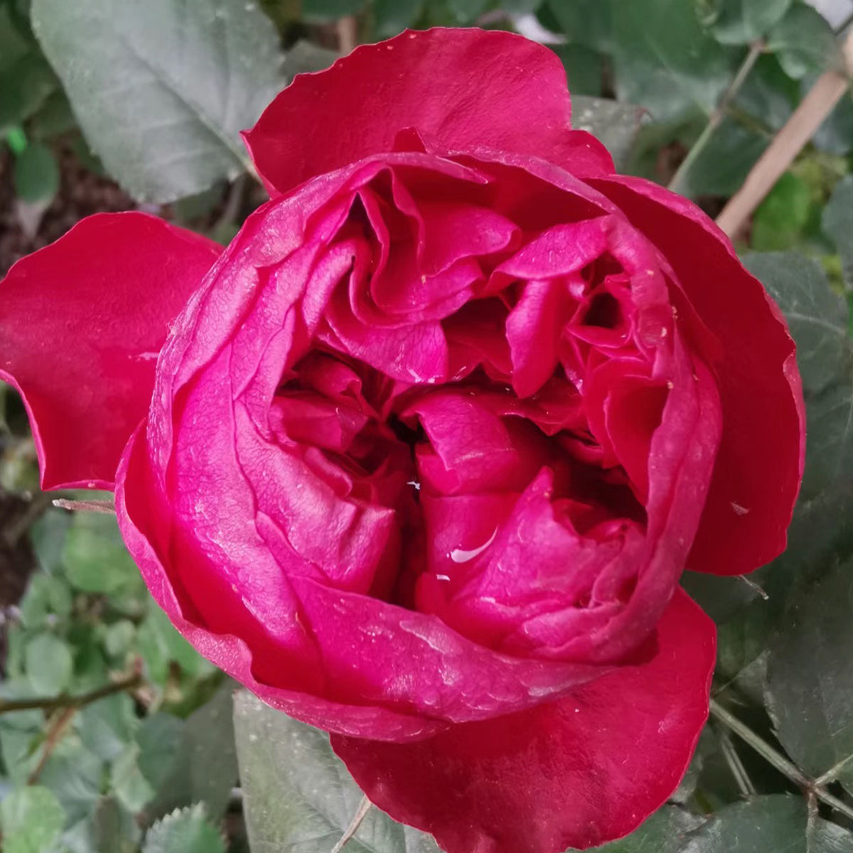 Raspberry Elegance Dutch Florist Shrub Rose