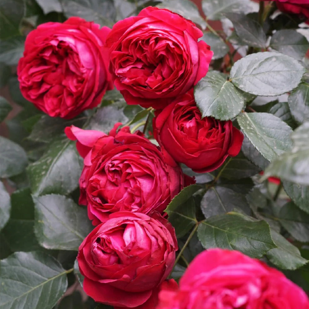 Red Eden French Florist Climbing Rose