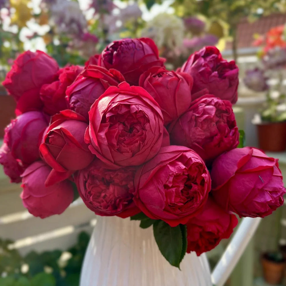 Red Eden French Florist Climbing Rose