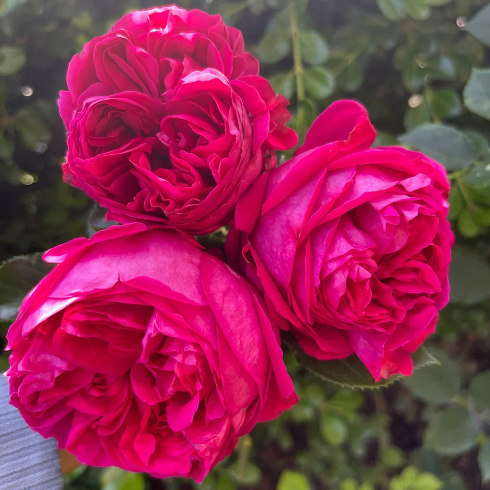 Red Eden French Florist Climbing Rose