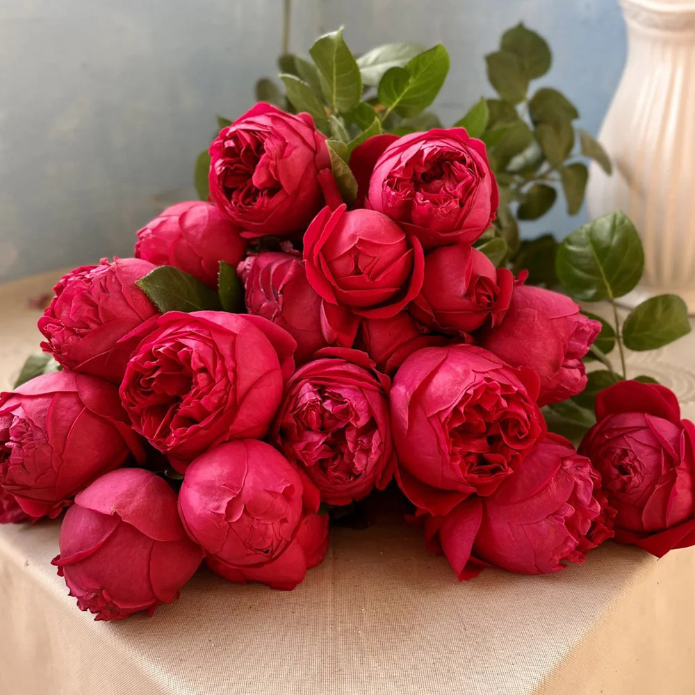 Red Eden French Florist Climbing Rose