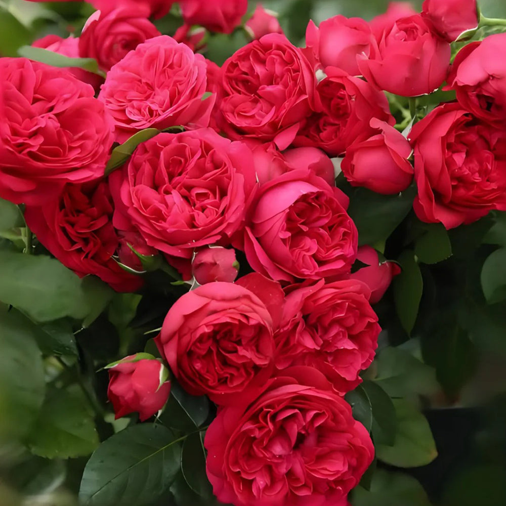Red Eden French Florist Climbing Rose