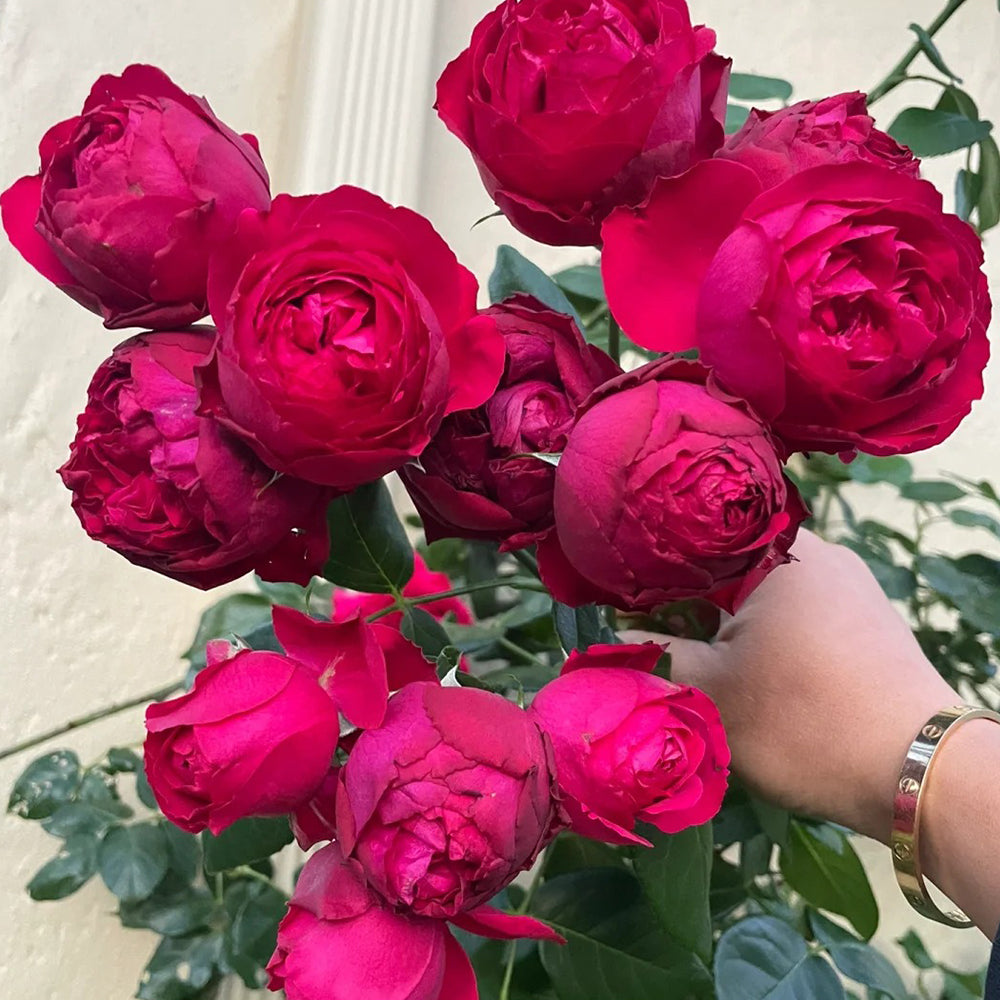 Red Eden French Florist Climbing Rose