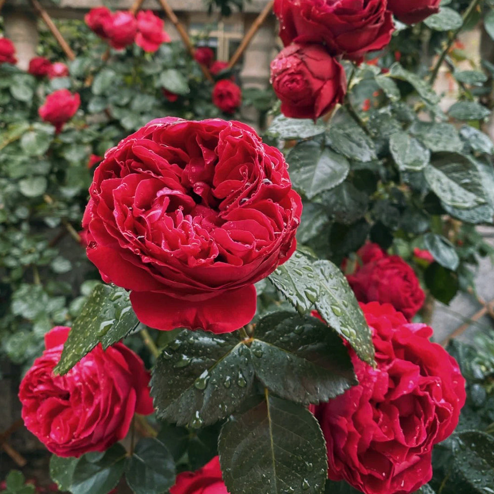 Red Eden French Florist Climbing Rose