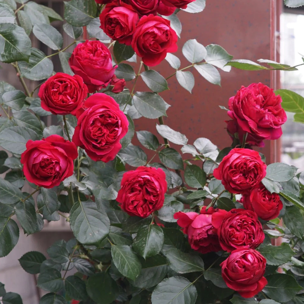 Red Eden French Florist Climbing Rose