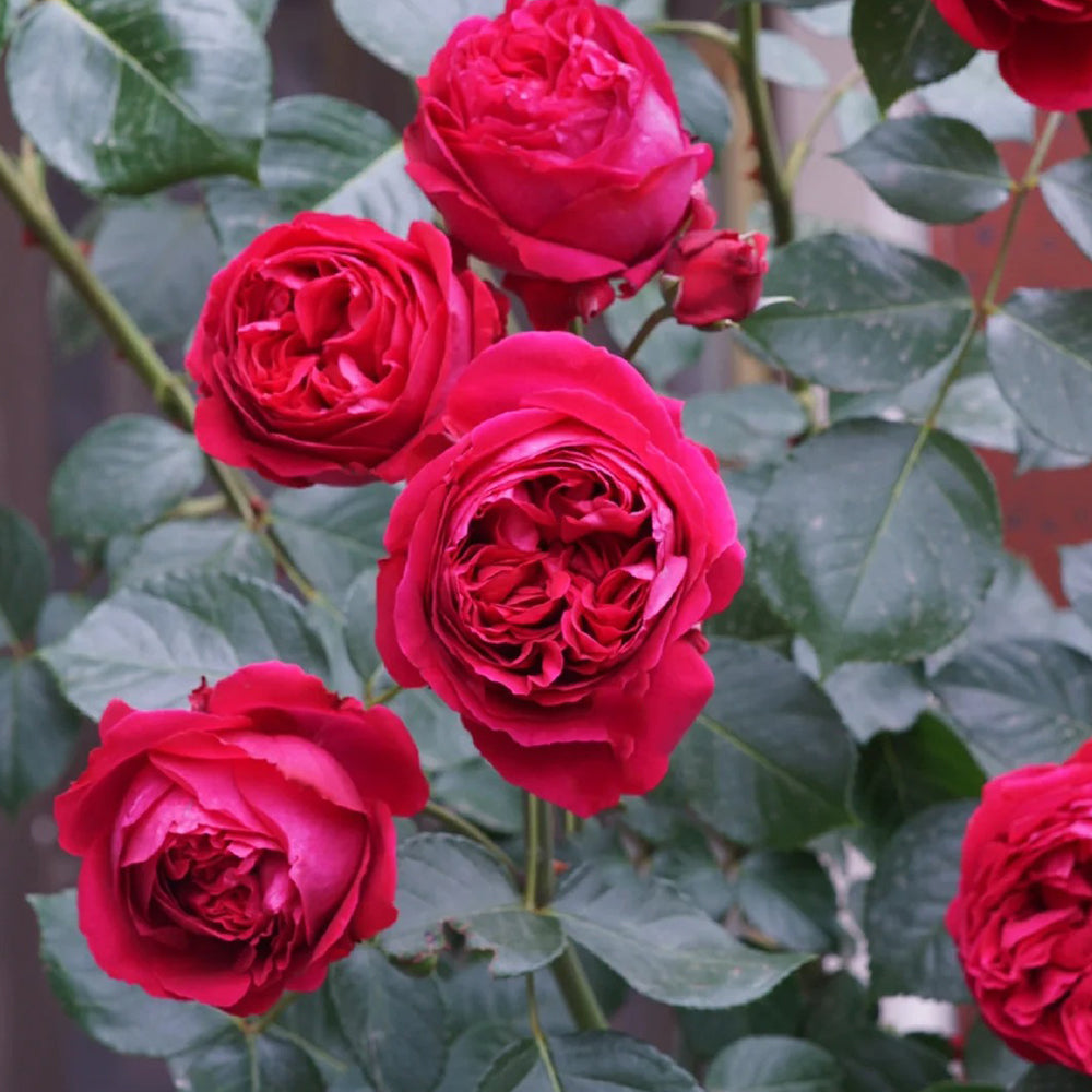 Red Eden French Florist Climbing Rose
