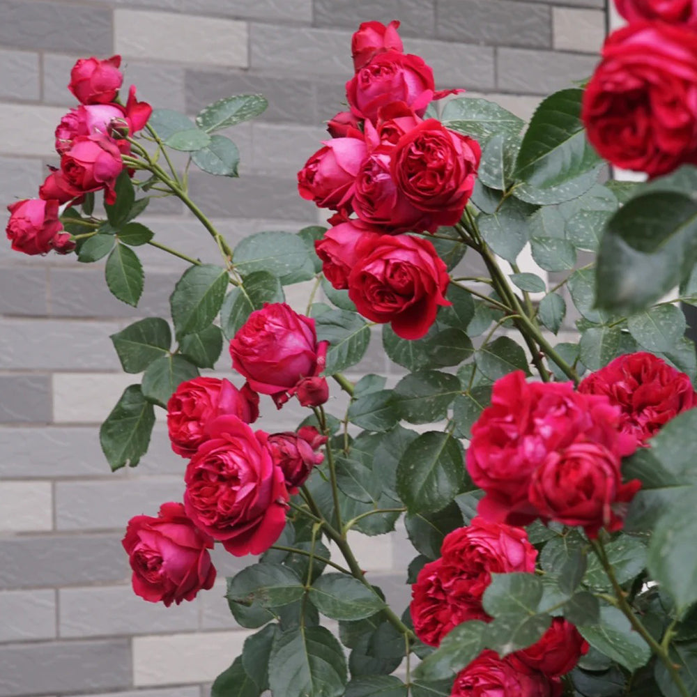 Red Eden French Florist Climbing Rose