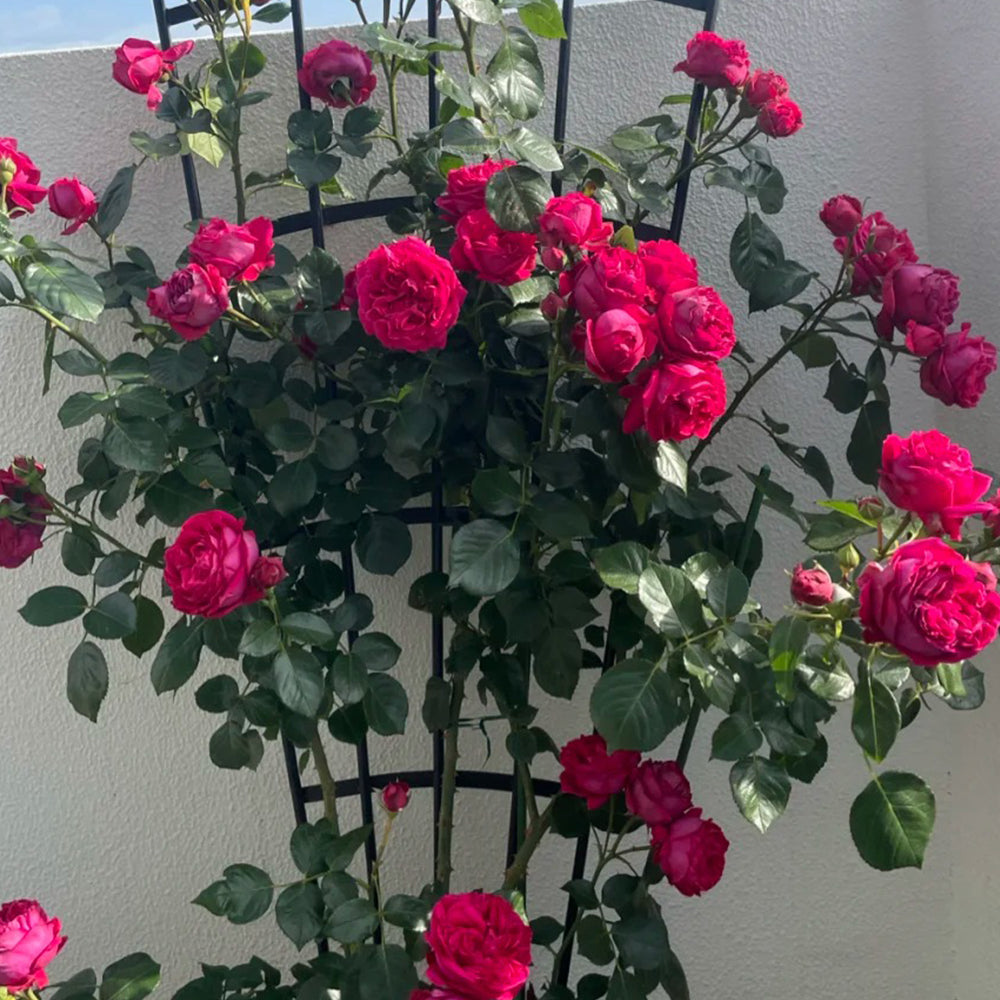 Red Eden French Florist Climbing Rose
