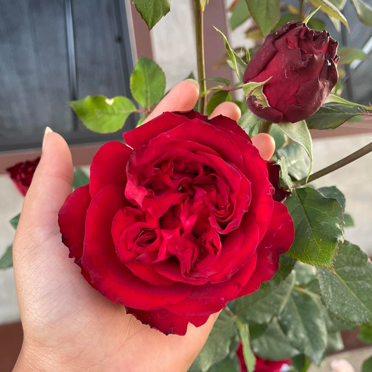 Red Elegance French Florist Shrub Rose