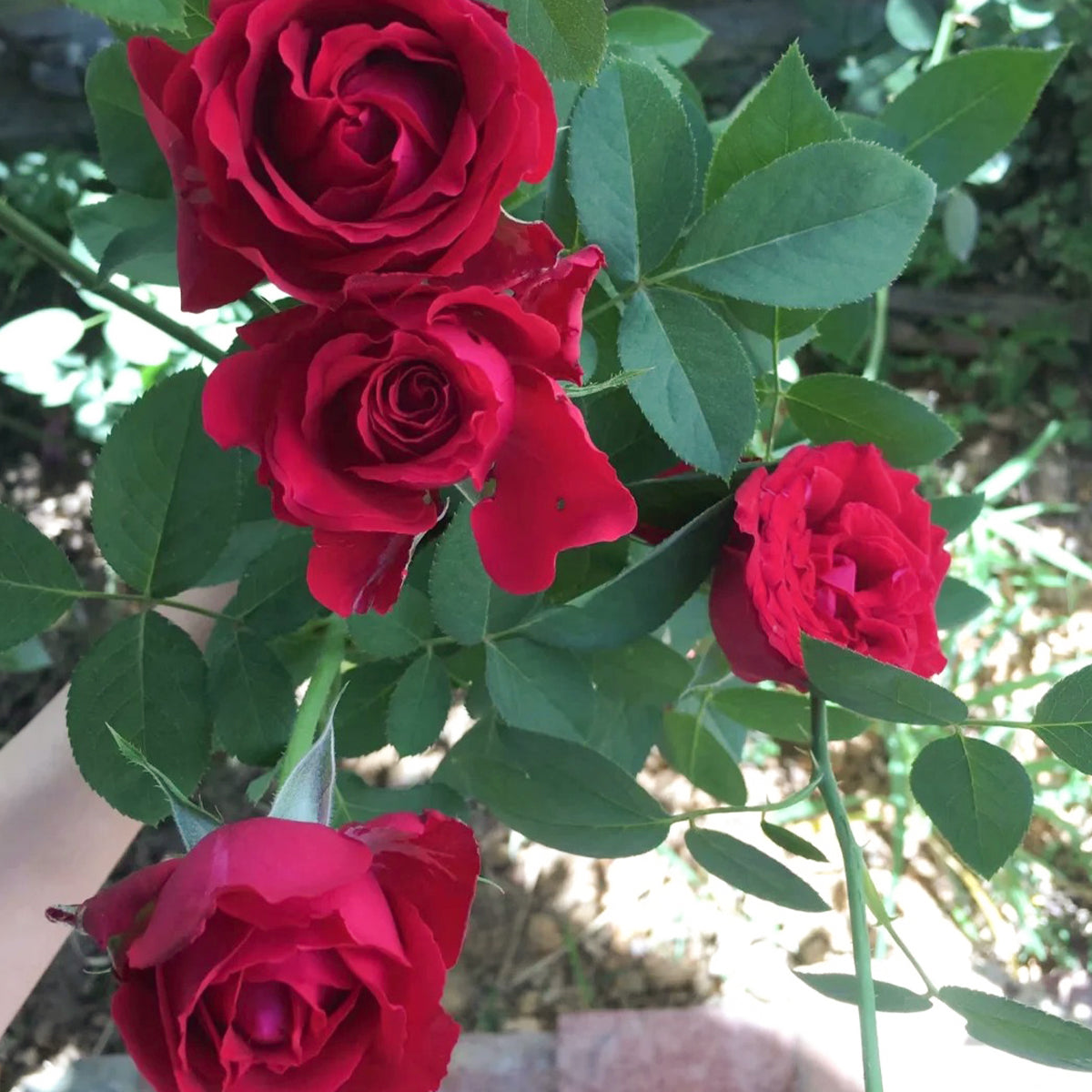 Red Elegance French Florist Shrub Rose