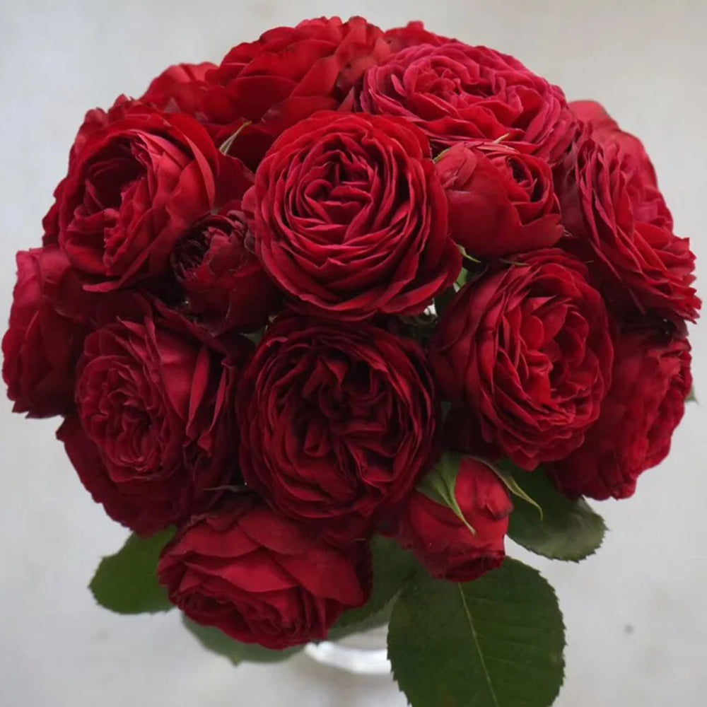 Red Lace Dutch Florist Shrub Rose