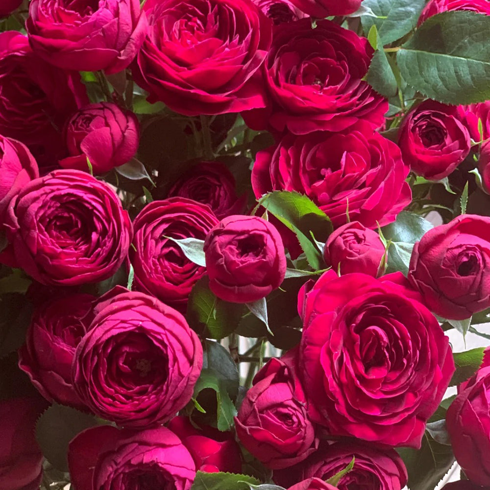 Red Lace Dutch Florist Shrub Rose