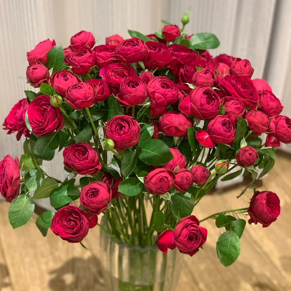 Red Lace Dutch Florist Shrub Rose