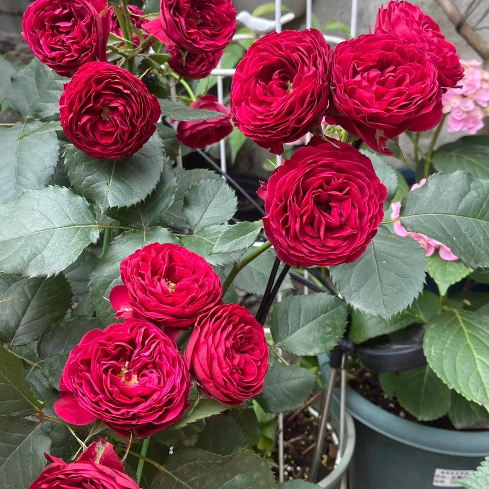 Red Lace Dutch Florist Shrub Rose
