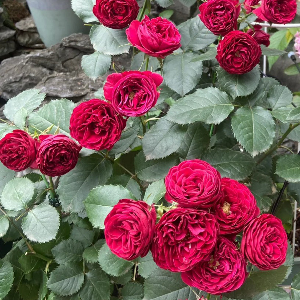 Red Lace Dutch Florist Shrub Rose