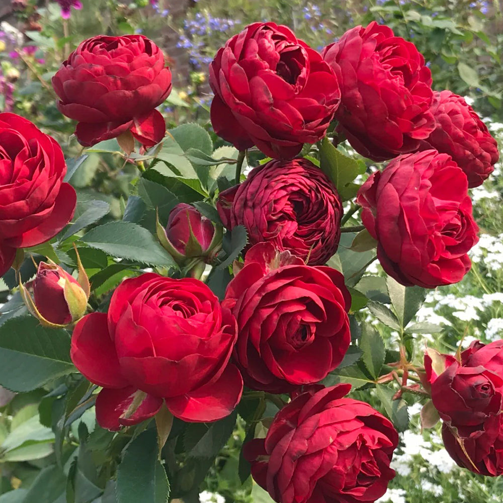 Red Lace Dutch Florist Shrub Rose