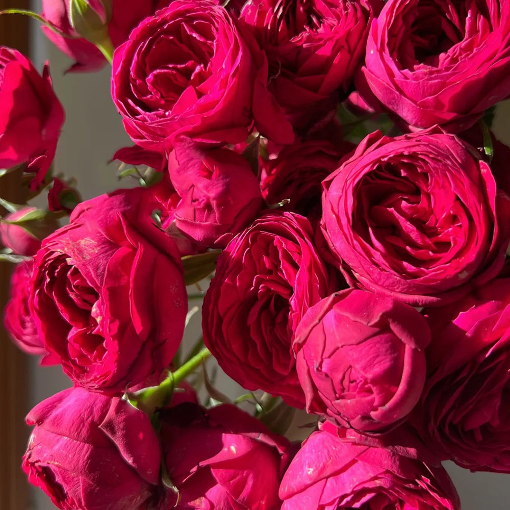 Red Lace Dutch Florist Shrub Rose