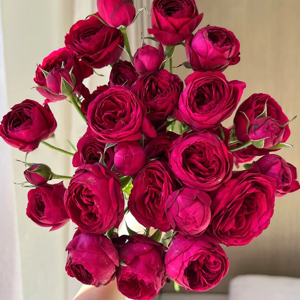 Red Lace Dutch Florist Shrub Rose