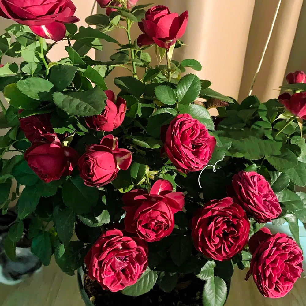 Red Lace Dutch Florist Shrub Rose