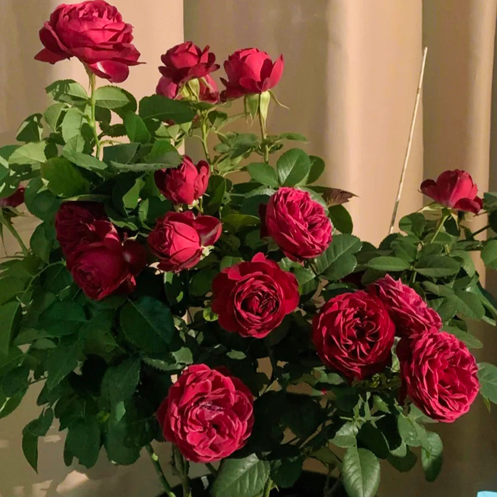 Red Lace Dutch Florist Shrub Rose