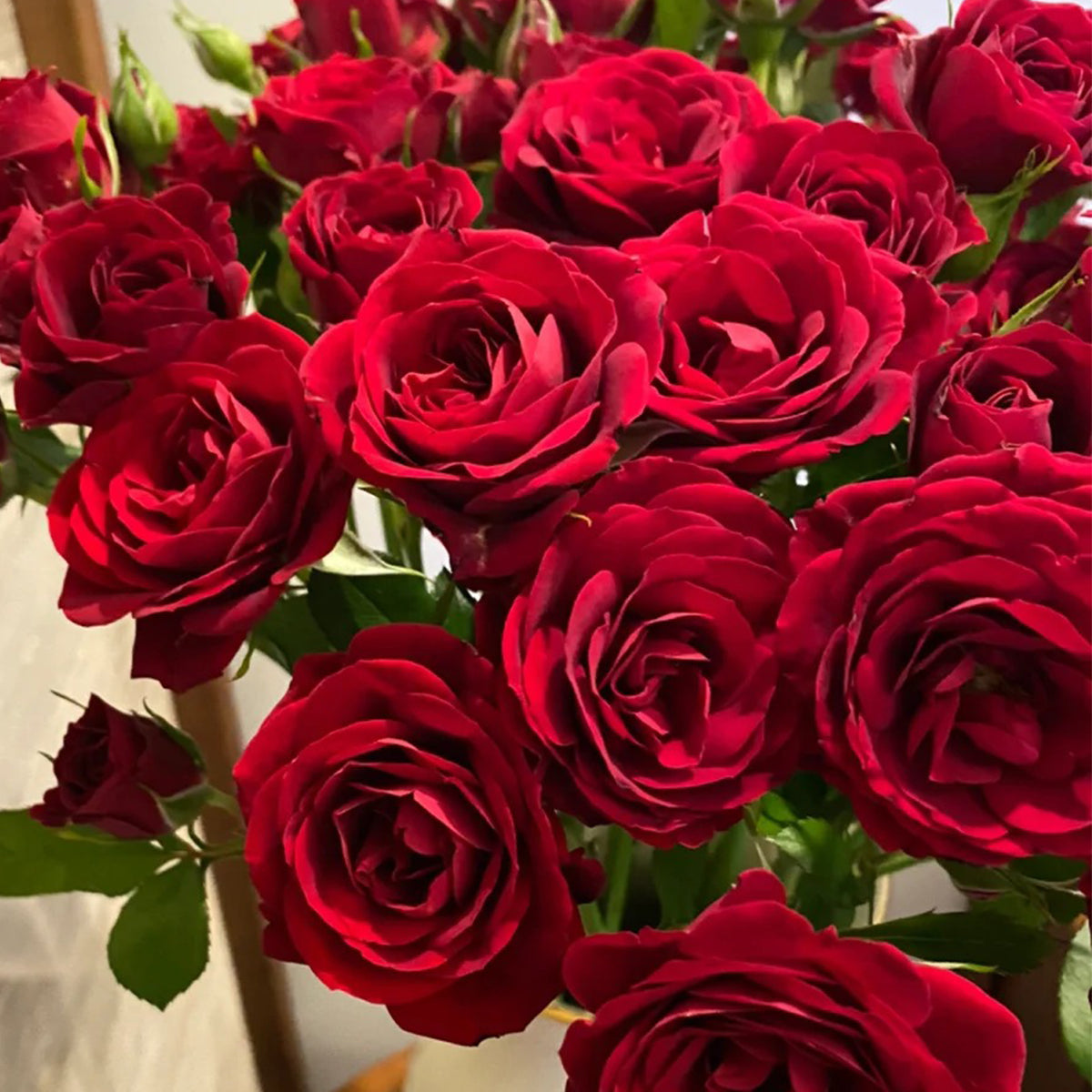 Red Velvet German Florist Hybrid Tea Rose