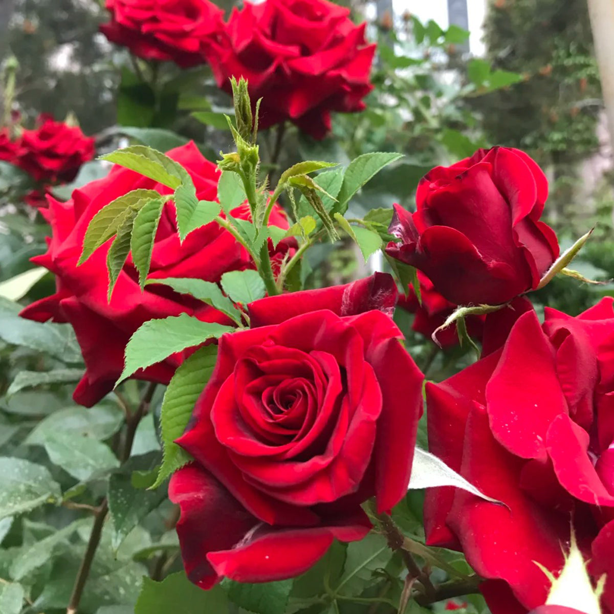 Red Velvet German Florist Hybrid Tea Rose