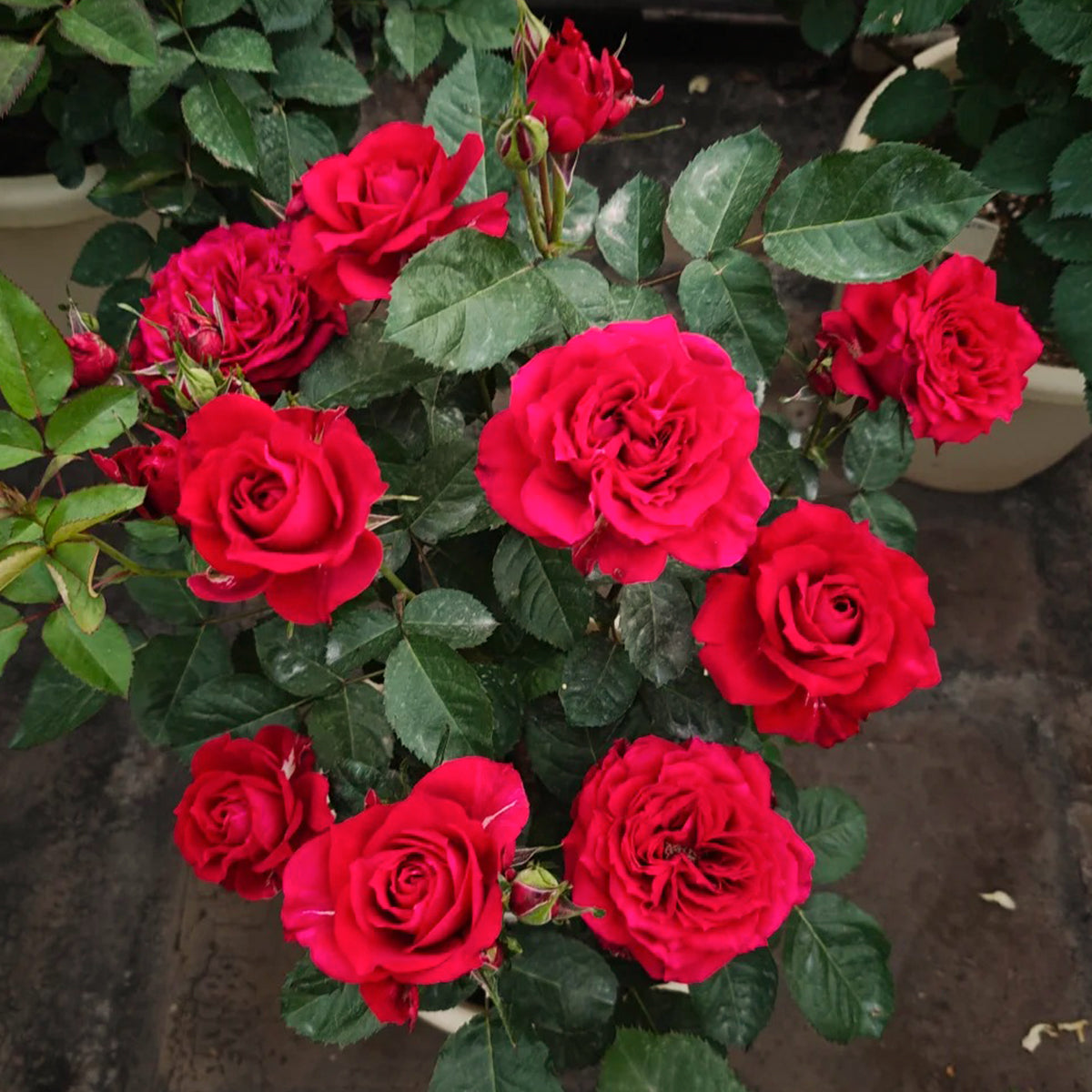 Red Velvet German Florist Hybrid Tea Rose