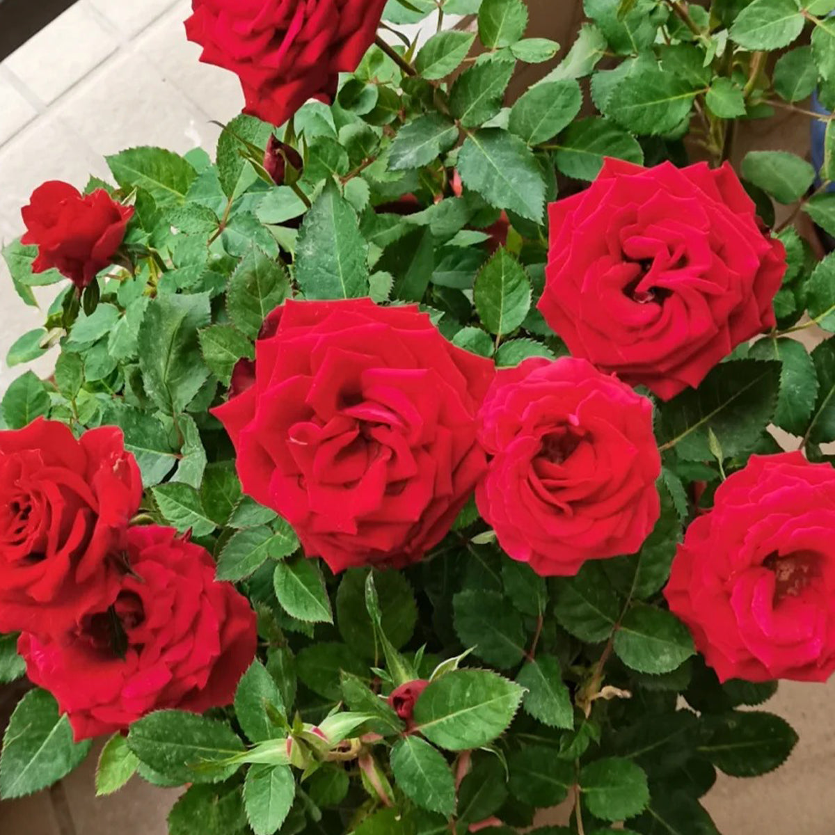 Red Velvet German Florist Hybrid Tea Rose