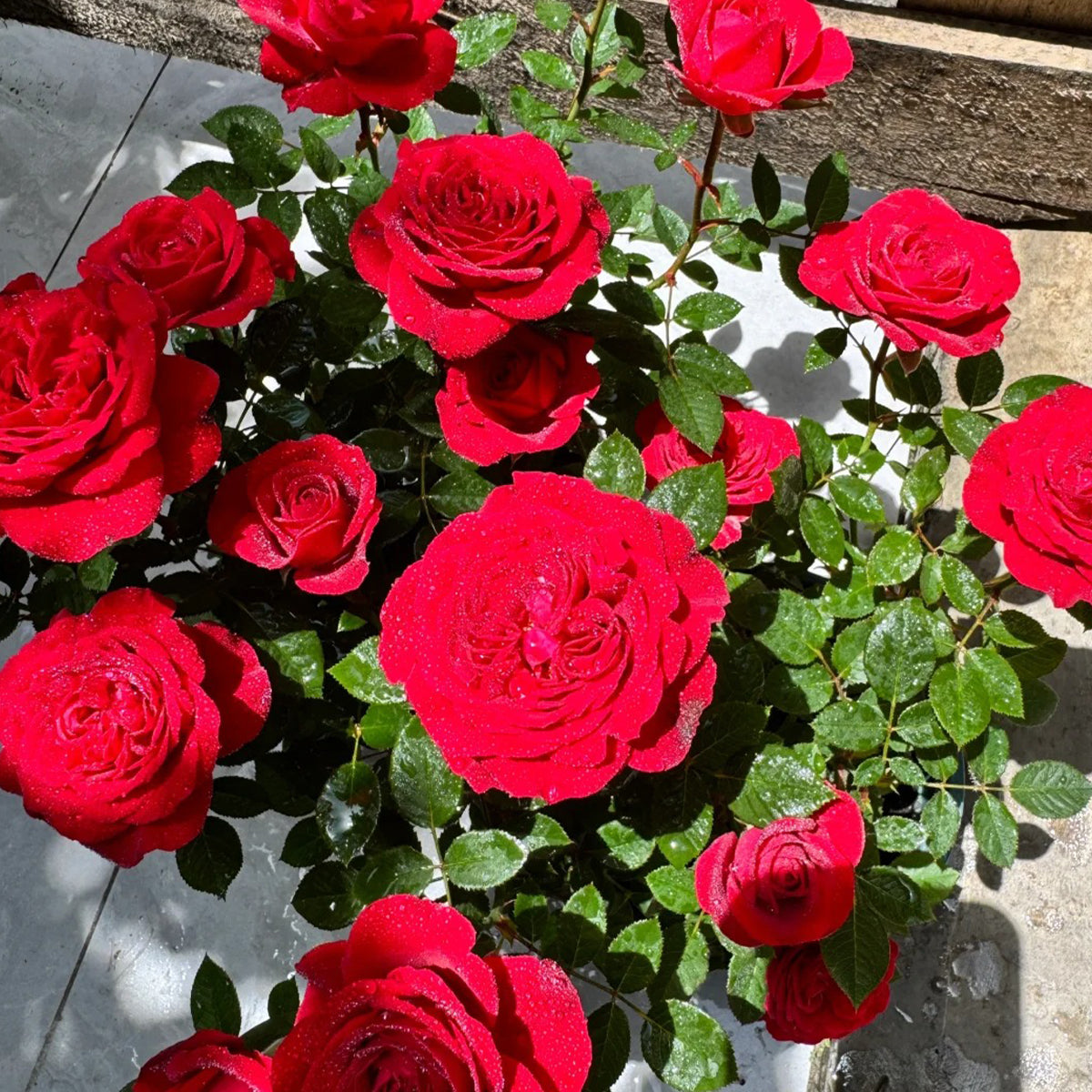 Red Velvet German Florist Hybrid Tea Rose