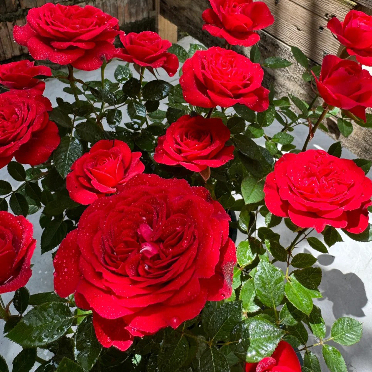 Red Velvet German Florist Hybrid Tea Rose