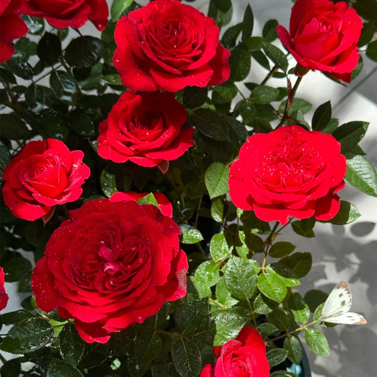 Red Velvet German Florist Hybrid Tea Rose