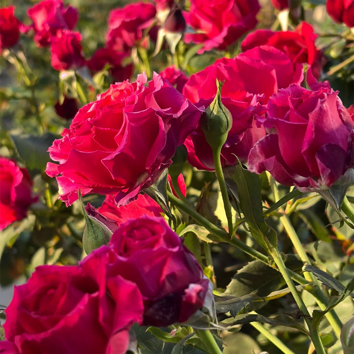 Red Velvet German Florist Hybrid Tea Rose