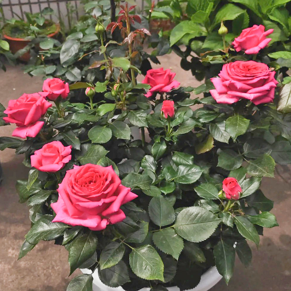 French Florist Shrub Rose Inspired by Regis Marcon