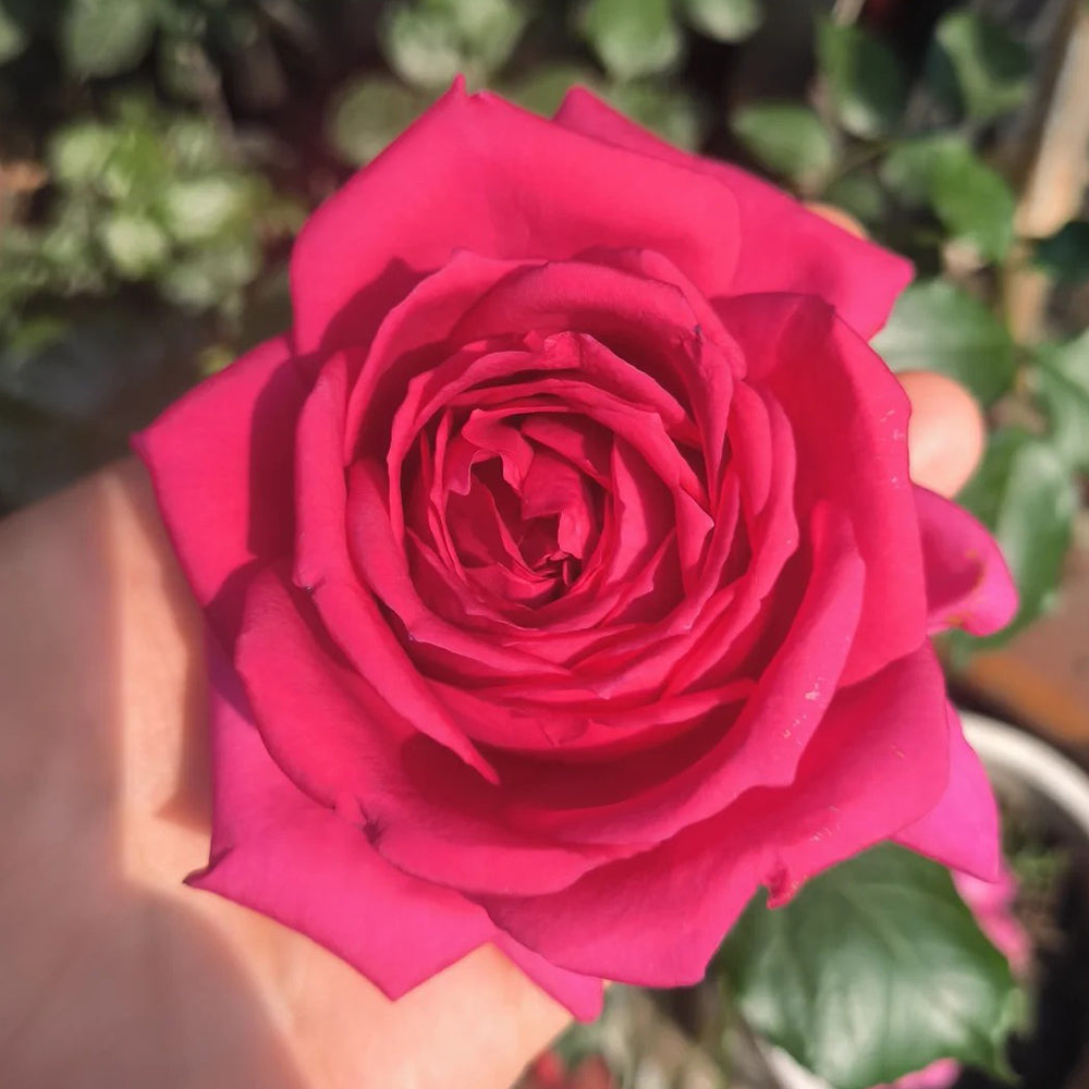 French Florist Shrub Rose Inspired by Regis Marcon