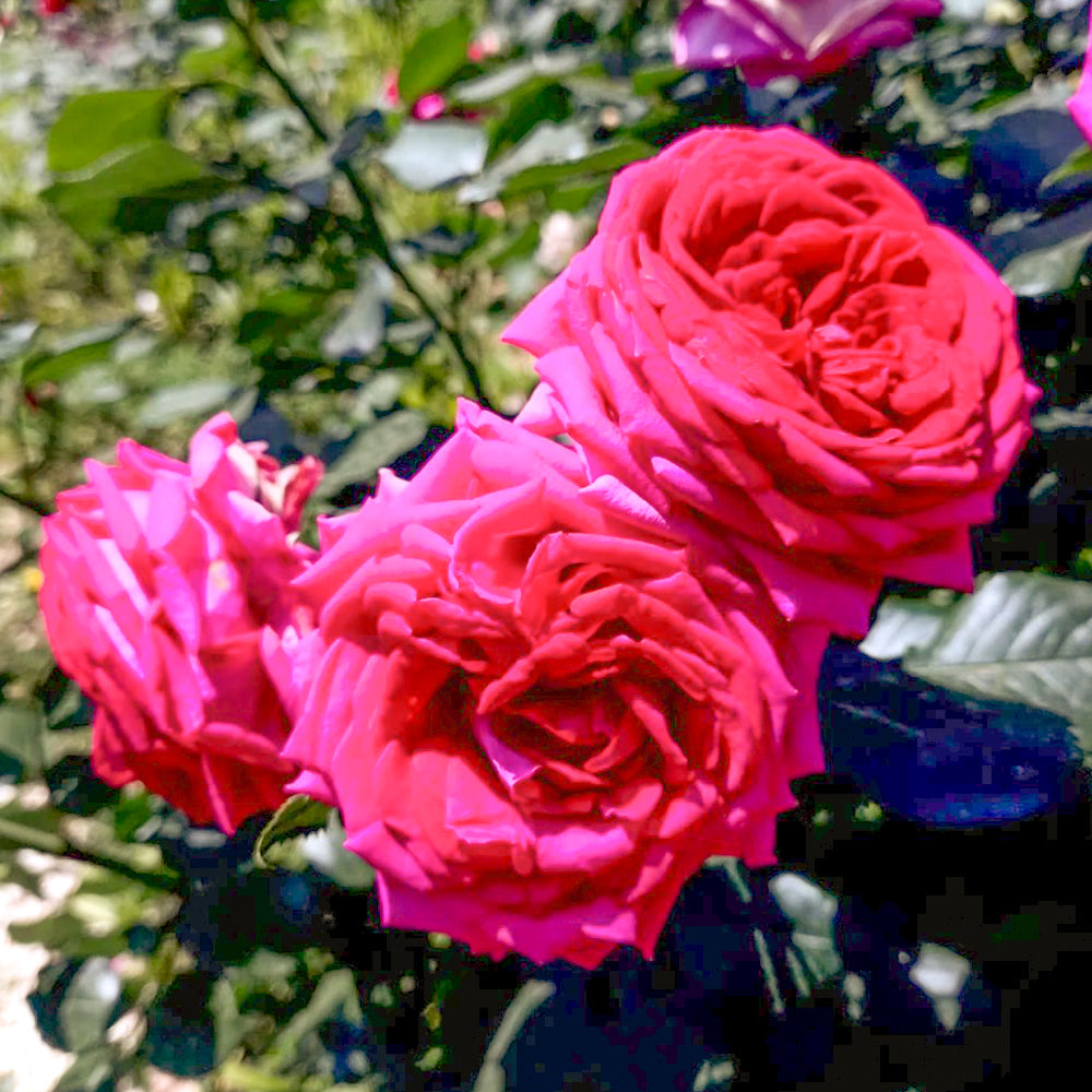 French Florist Shrub Rose Inspired by Regis Marcon