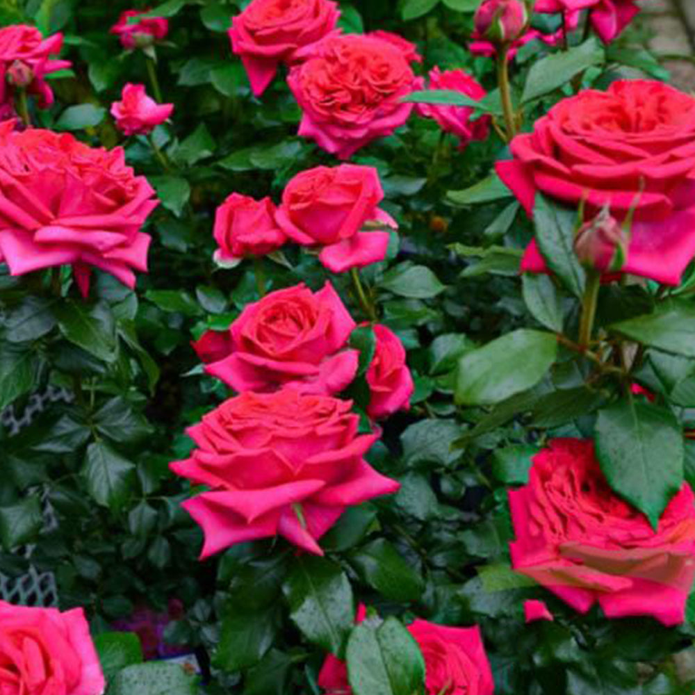French Florist Shrub Rose Inspired by Regis Marcon