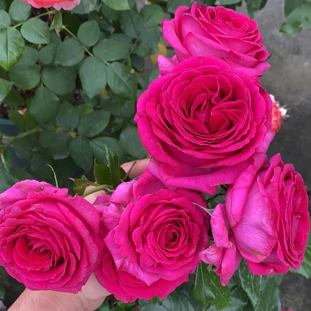 French Florist Shrub Rose Inspired by Regis Marcon