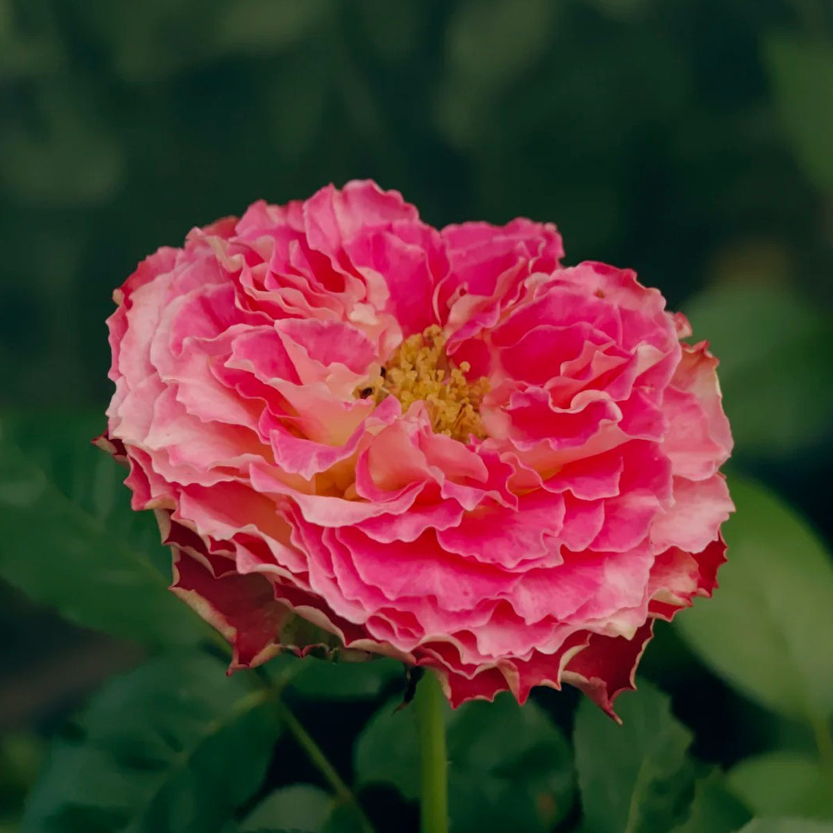 Renka Dutch Florist Shrub Rose