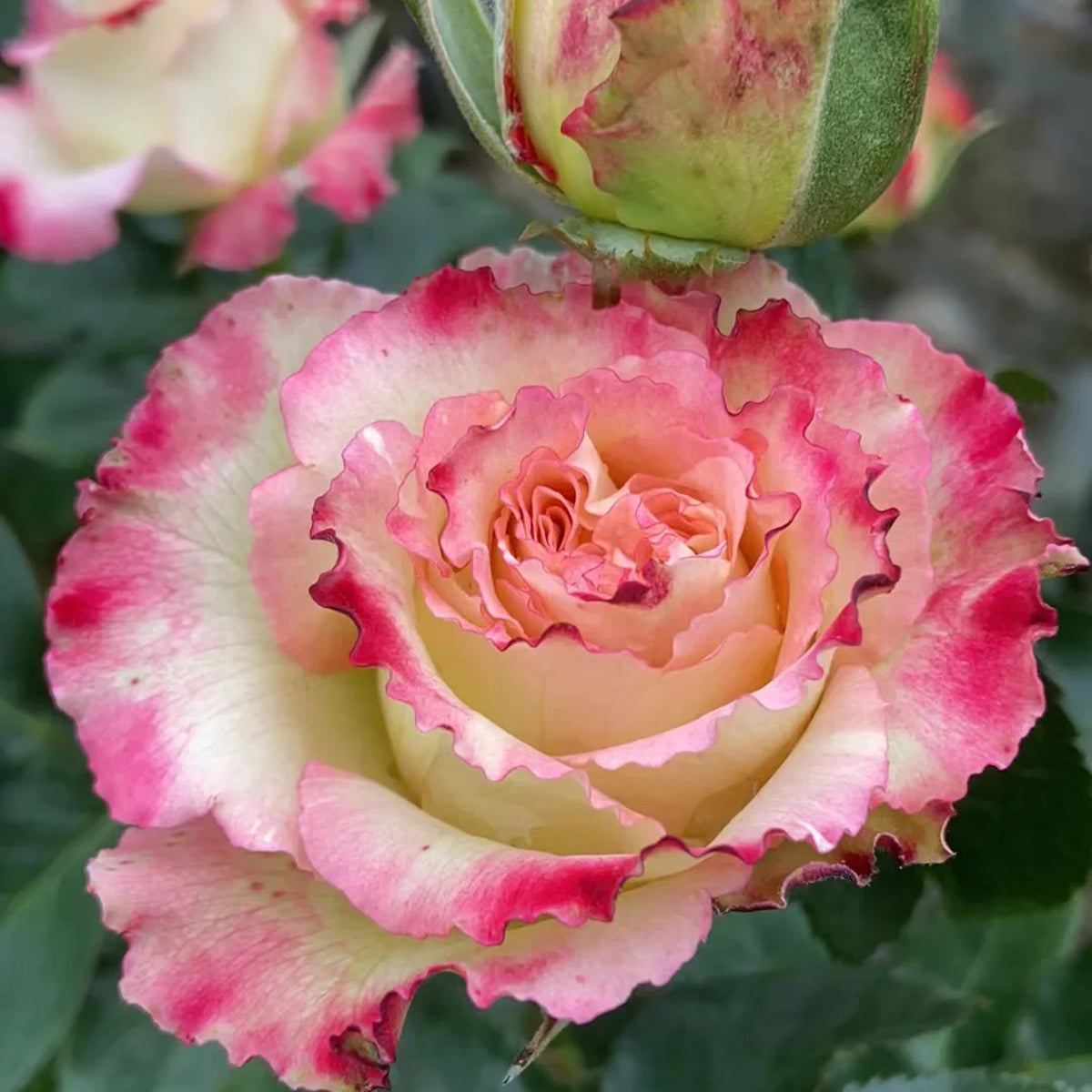 Renka Dutch Florist Shrub Rose