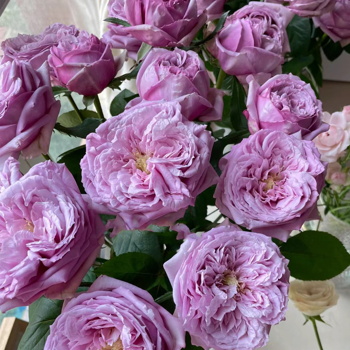 Repartil Japanese Florist Shrub Rose