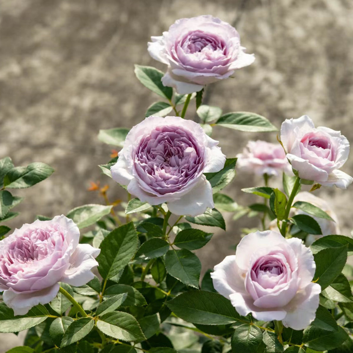 Repartil Japanese Florist Shrub Rose