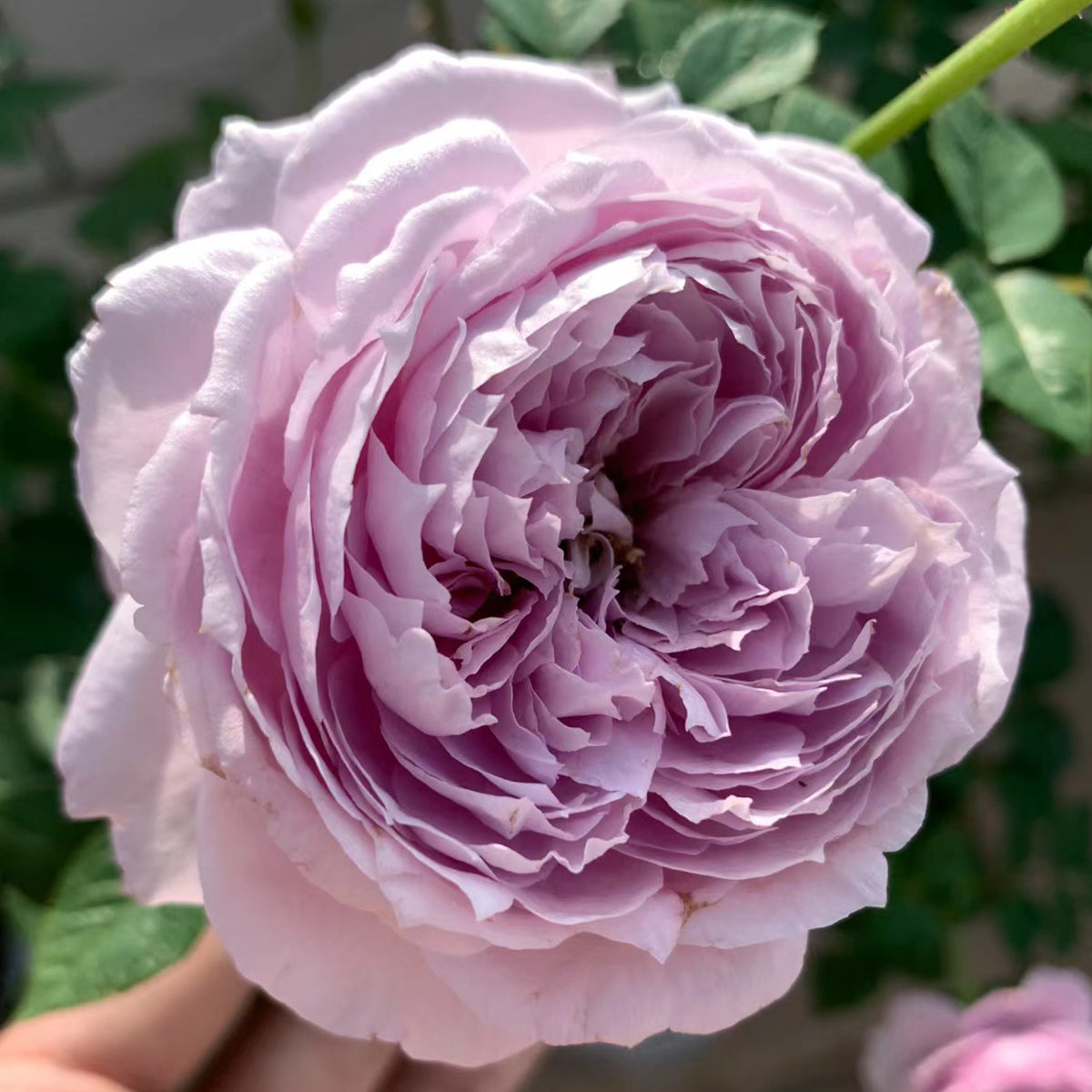 Repartil Japanese Florist Shrub Rose