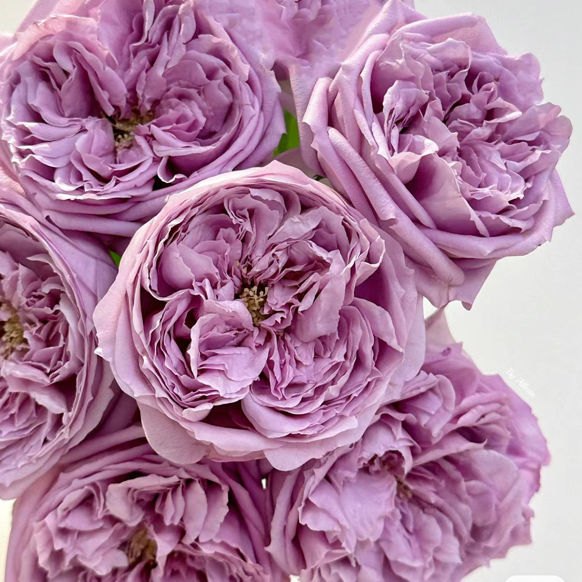 Repartil Japanese Florist Shrub Rose