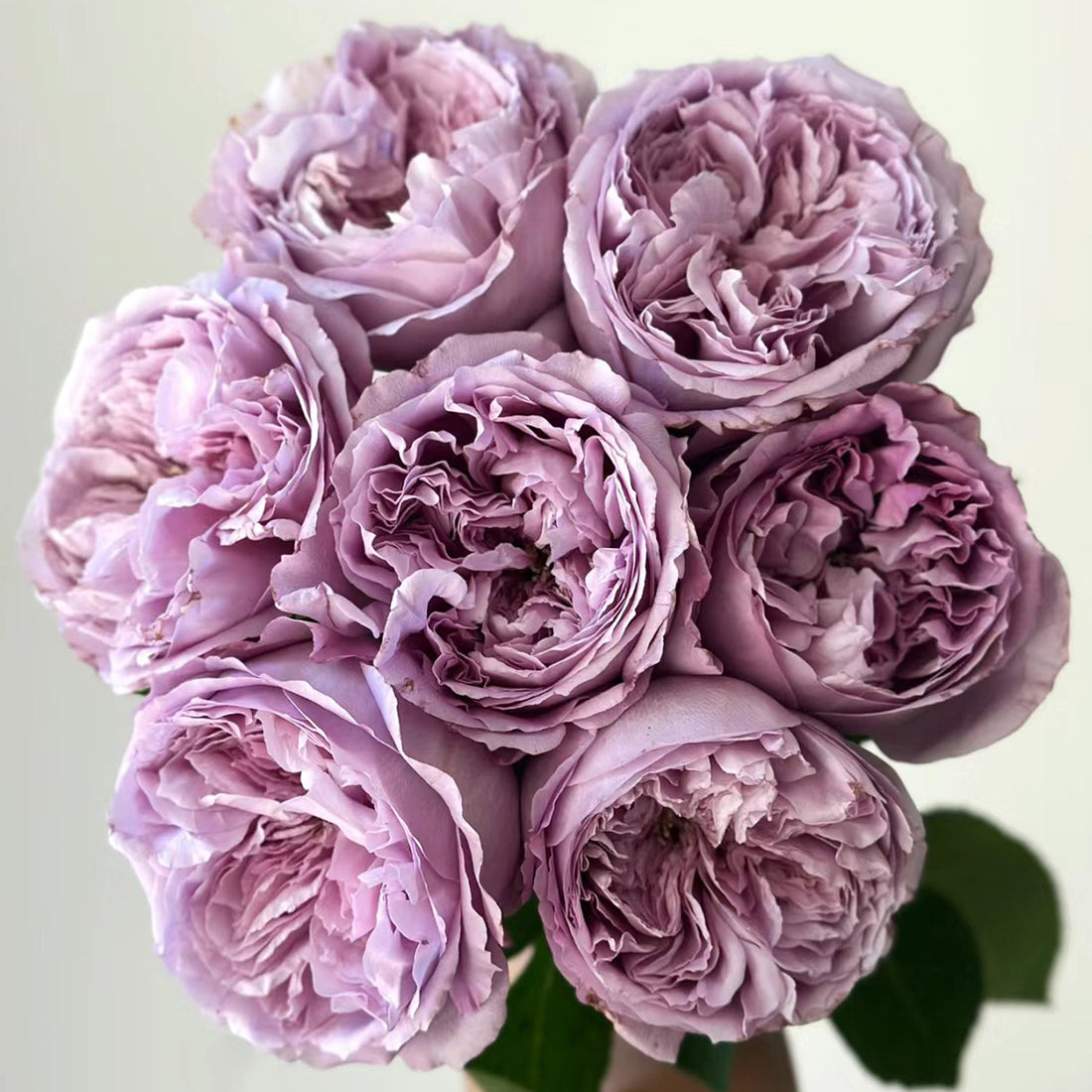 Repartil Japanese Florist Shrub Rose