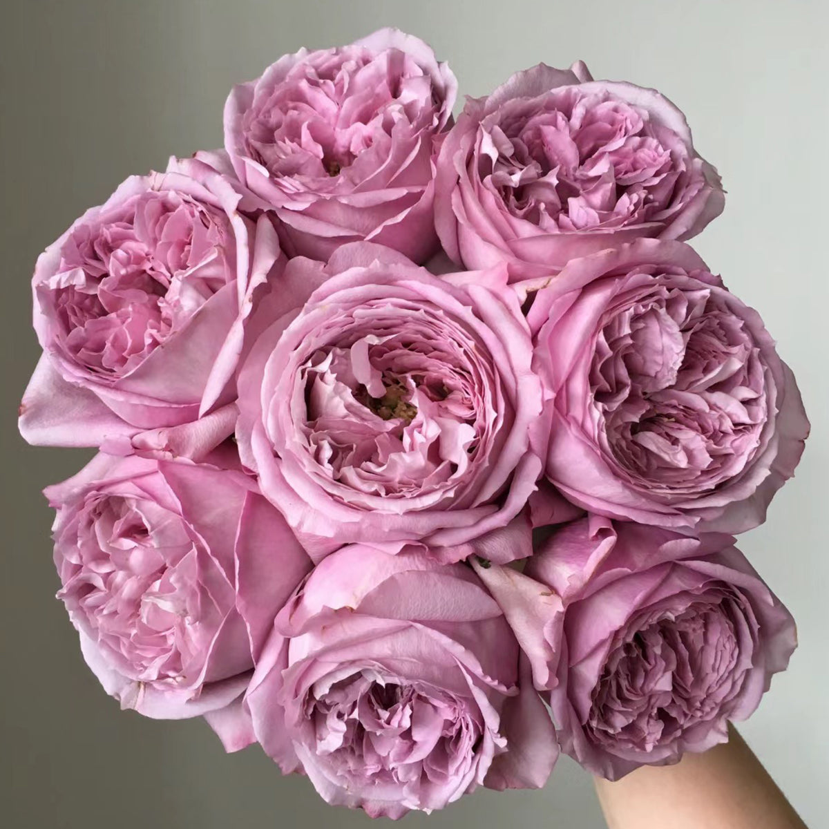Repartil Japanese Florist Shrub Rose