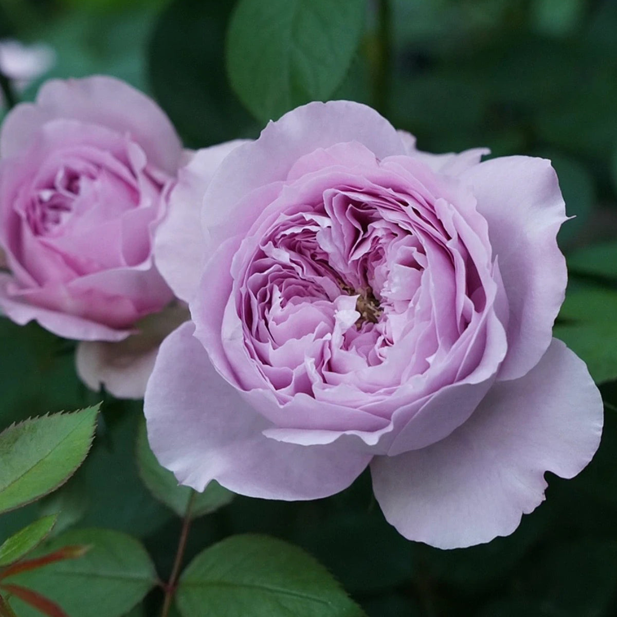 Repartil Japanese Florist Shrub Rose