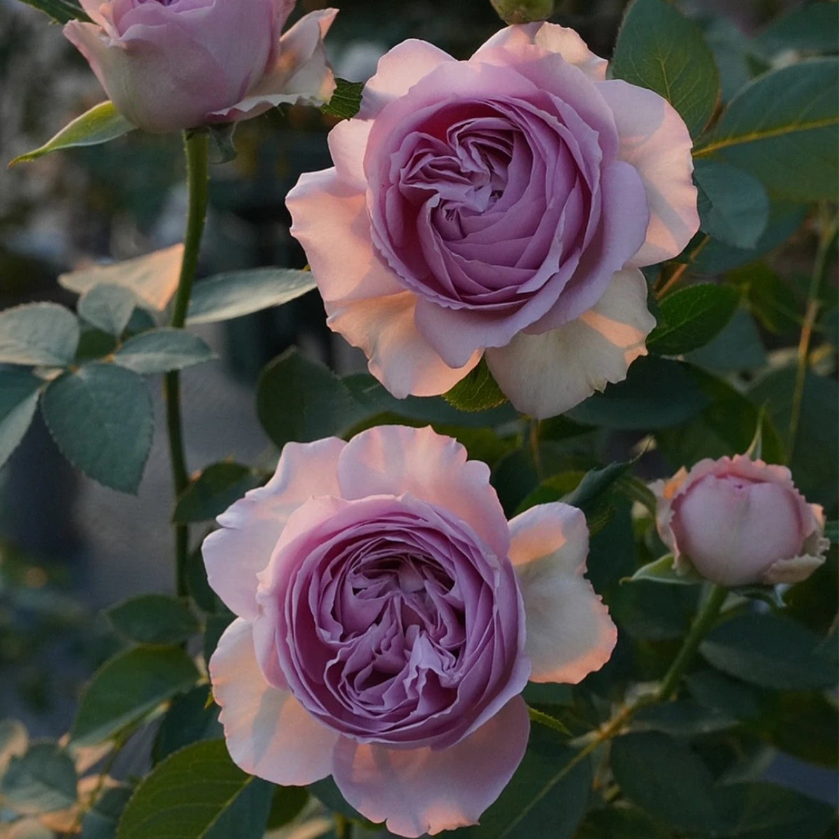 Repartil Japanese Florist Shrub Rose