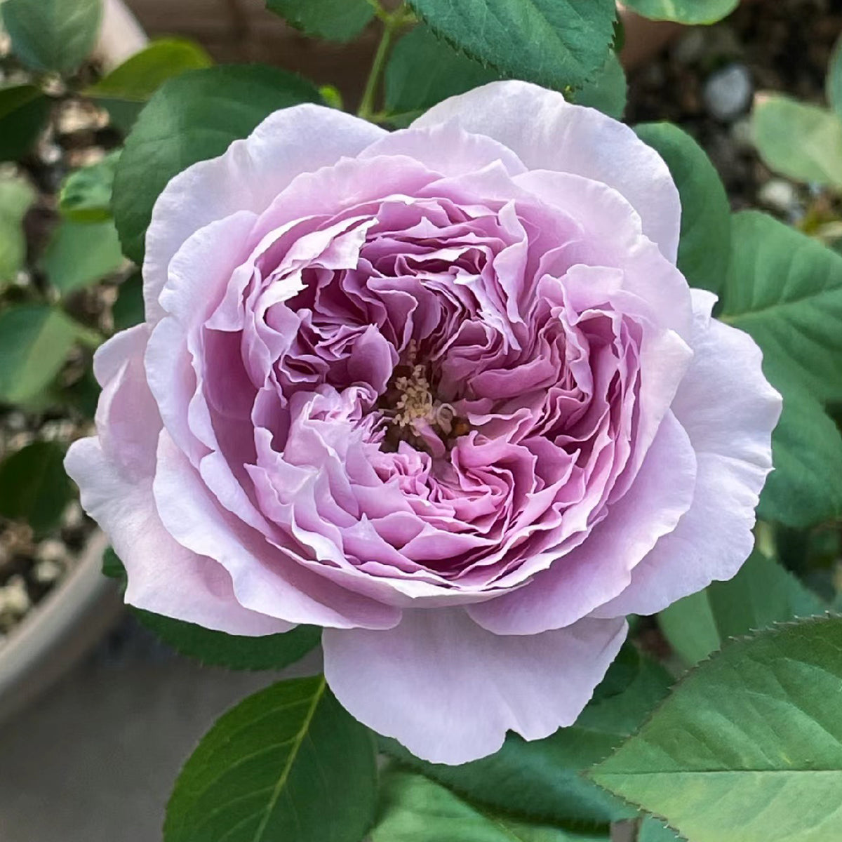 Repartil Japanese Florist Shrub Rose